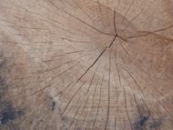 Řezivo - kulatina - detail