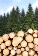 Dřevo - kulatina
