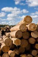 Dřevo - kulatina